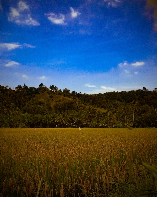 Gambar 16